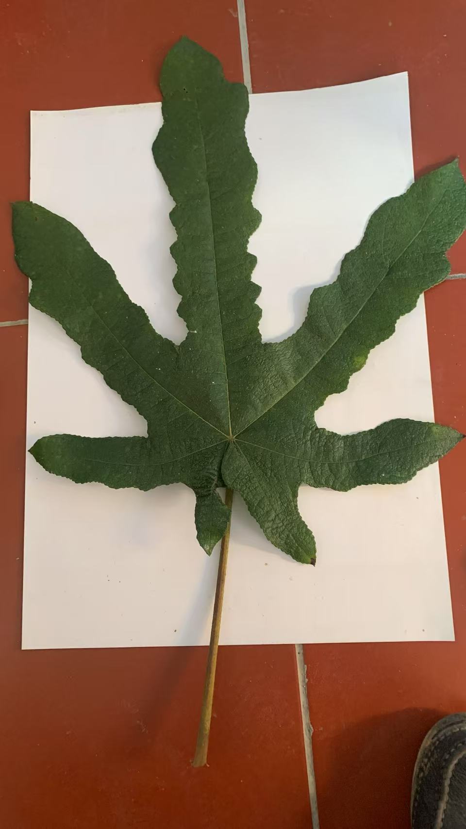七指毛桃3